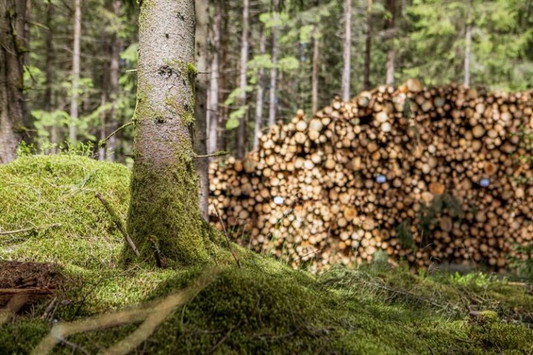 Södra introduces different pricing models and strengthens relationships with family forest owners