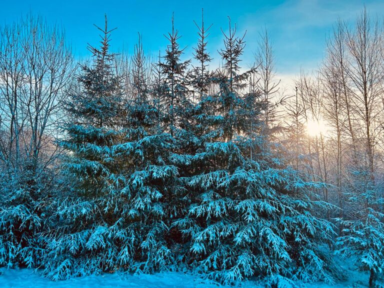2% of Latvia is on the market! The Swedes are preparing to sell 153,000 ha of Baltic forest – will the state get involved?